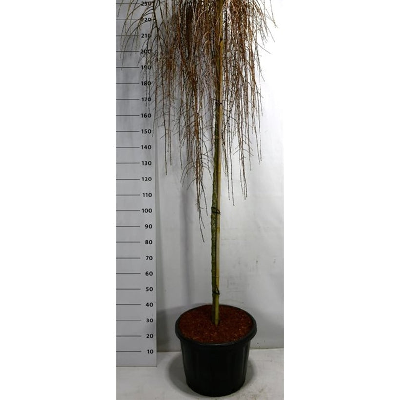 Japansk lärk – Larix kaempferi 'Stiff Weeper' - C45 200 cm. Stam